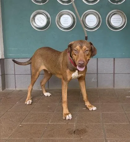 An adult large-sized male Mixed Breed dog named Shoyu for adoption in Honolulu, HI