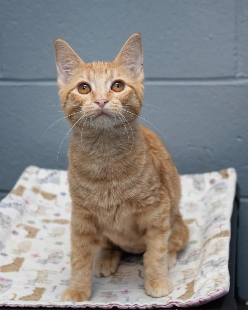 A baby medium-sized female Domestic Short Hair cat named Jello for adoption in Boone, IA