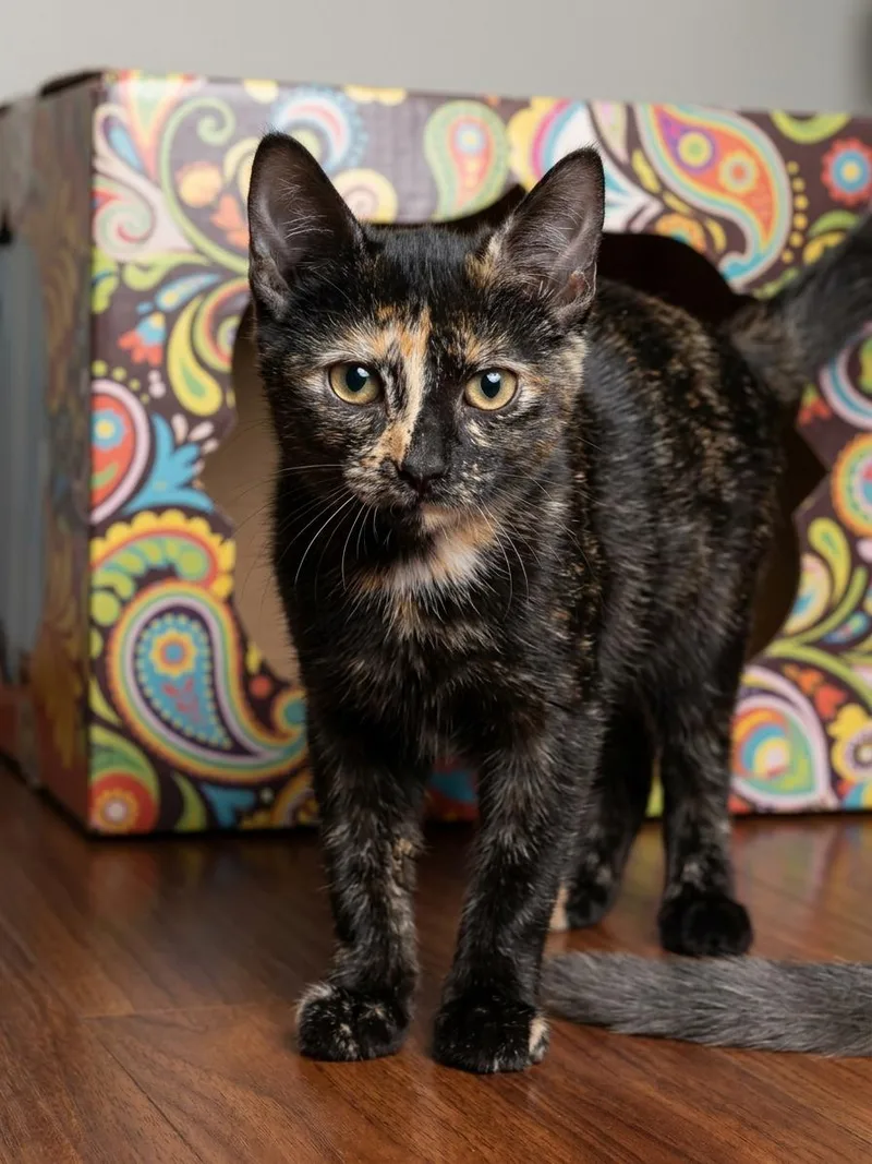 A baby medium-sized female Tortoiseshell cat named Renée for adoption in Houston, TX