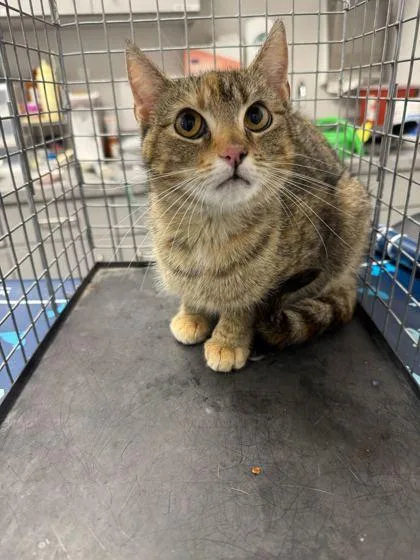 A young medium-sized female Domestic Short Hair cat named Over Easy for adoption in Sevierville, TN