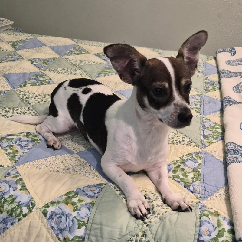 A young small-sized male Black Chihuahua dog named Griffin for adoption in Southport, CT