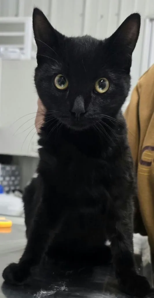 A baby small-sized female Domestic Medium Hair cat named Freddi for adoption in Hillsdale, IN