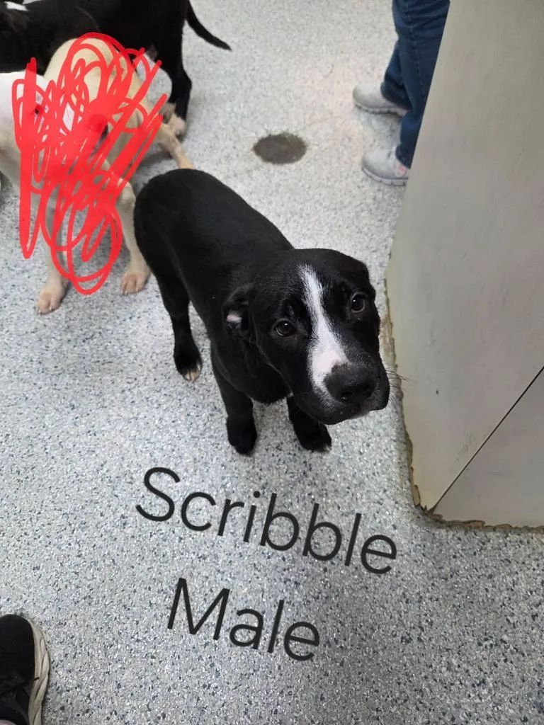 A baby medium-sized male German Shorthaired Pointer dog named Scribble for adoption in Livingston, LA