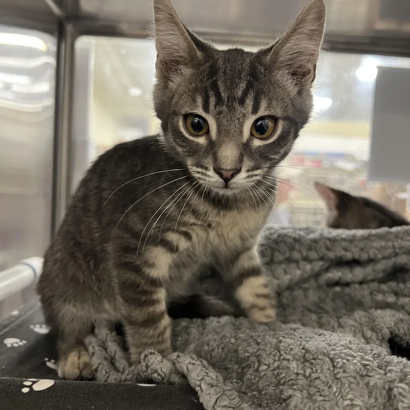 Linguini thumbnail 2