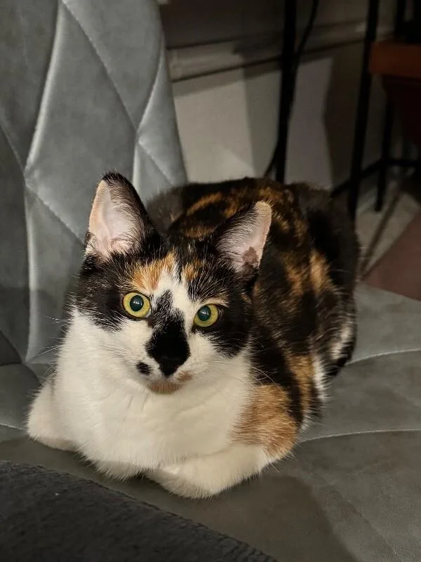 Stevie  Show Hosts thumbnail 2