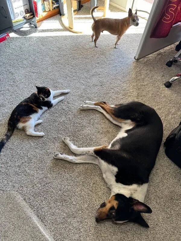 Stevie  Show Hosts thumbnail 3