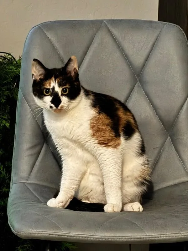 Stevie  Show Hosts thumbnail 4