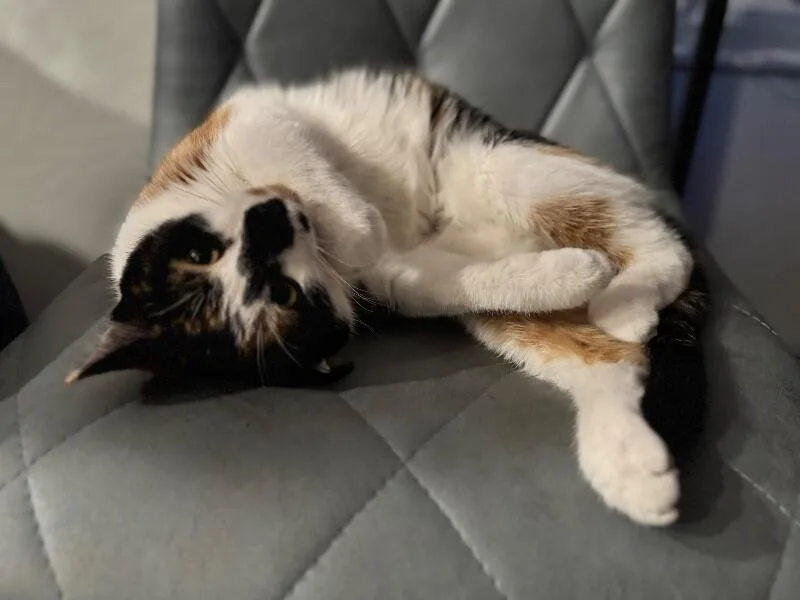 Stevie  Show Hosts thumbnail 5