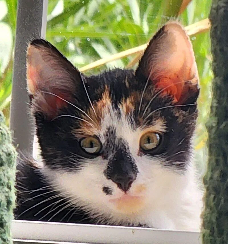 Stevie  Show Hosts thumbnail 6