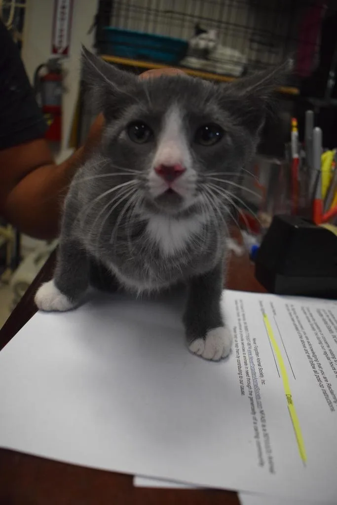 A baby small-sized male Domestic Short Hair cat named Little Gray for adoption in Pahrump, NV