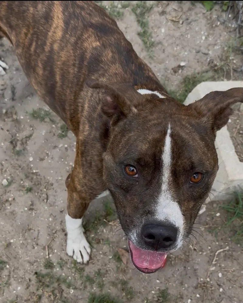 An adult medium-sized male Terrier dog named Cooper Fh for adoption in Sanford, FL