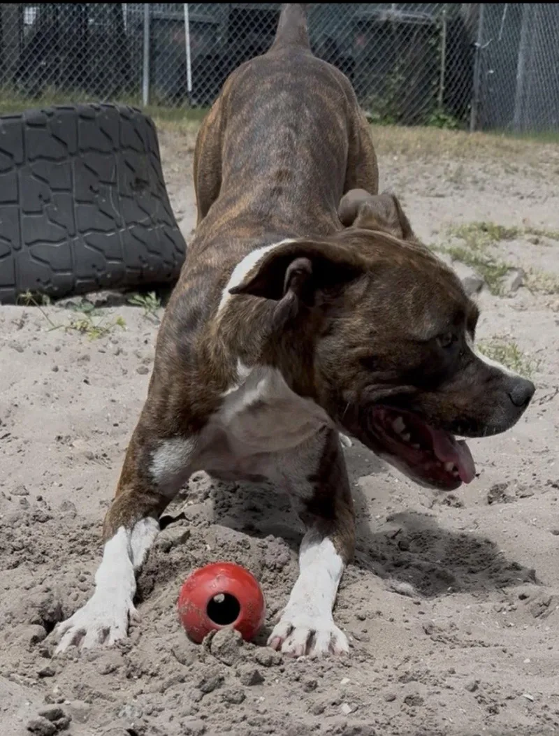 Cooper Fh thumbnail 2