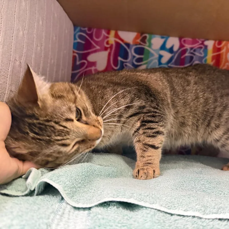 A young medium-sized male Brown / Chocolate Domestic Short Hair cat named Meep for adoption in Naples, FL