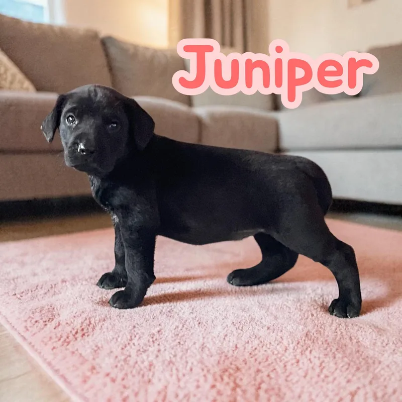 Juniper