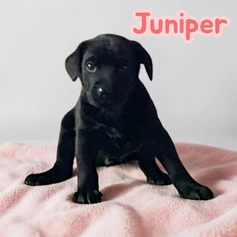 Juniper thumbnail 2