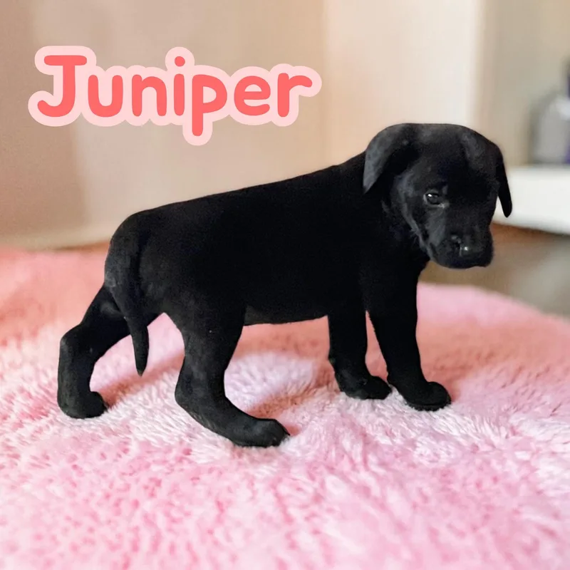 Juniper thumbnail 3