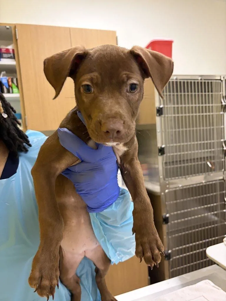 A baby small-sized female Brown / Chocolate Mixed Breed dog named Hazel for adoption in Raleigh, NC