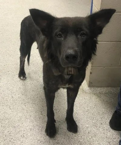 An adult medium-sized female German Shepherd Dog dog named A for adoption in Conroe, TX