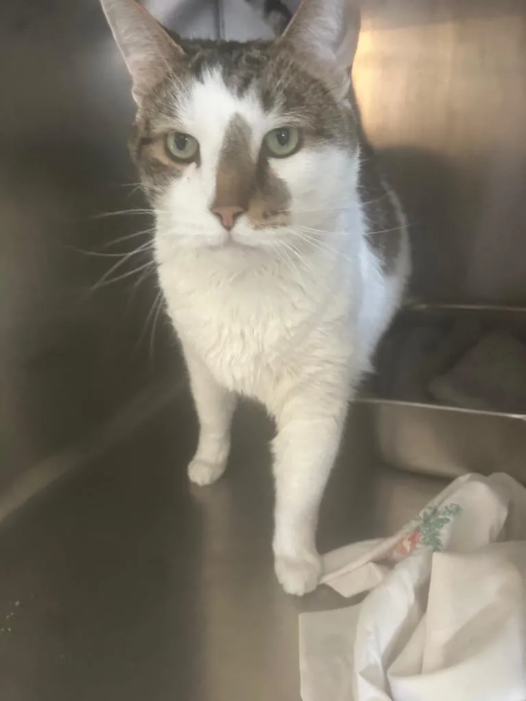 A senior small-sized male Domestic Short Hair cat named Charles for adoption in Pine Grove, PA