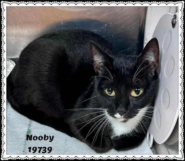 An adult medium-sized female Black & White / Tuxedo Domestic Short Hair cat named Nooby for adoption in Marietta, GA