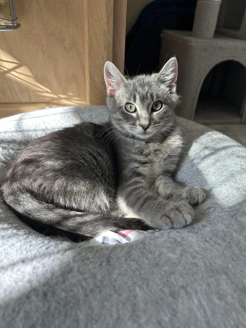 A baby medium-sized male Domestic Short Hair cat named Jack for adoption in Karns City, PA