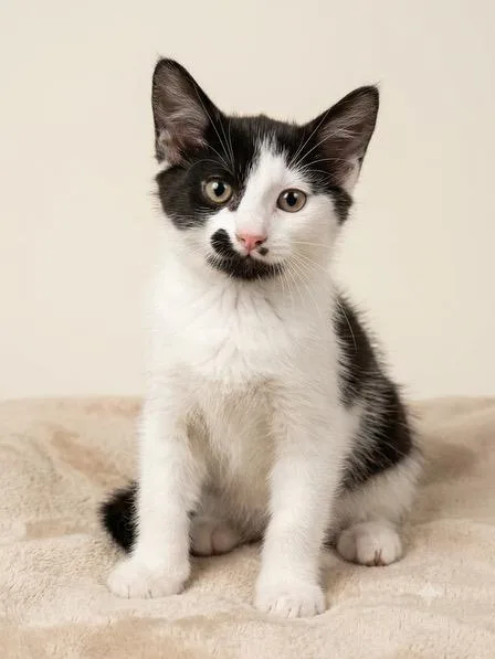 A baby medium-sized female Black & White / Tuxedo Domestic Medium Hair cat named Janet for adoption in Gainesville, VA