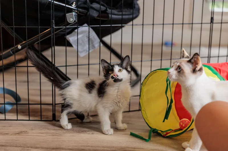 Janet thumbnail 5