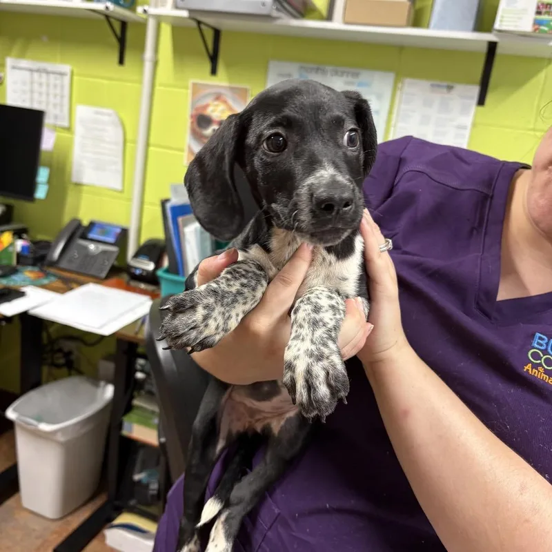 A young small-sized female Black Hound dog named Karen for adoption in Morganton, NC