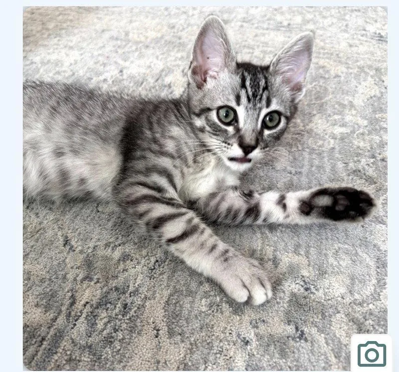 A baby medium-sized male Domestic Short Hair cat named Harry for adoption in Escondido, CA
