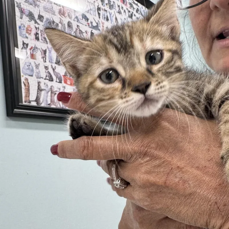 A baby small-sized female Brown / Chocolate Domestic Short Hair cat named Salem for adoption in Hamburg, NY
