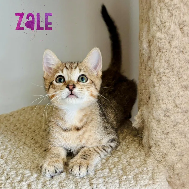 A baby small-sized male Gray / Blue / Silver Domestic Short Hair cat named Zale for adoption in Fort Lauderdale, FL