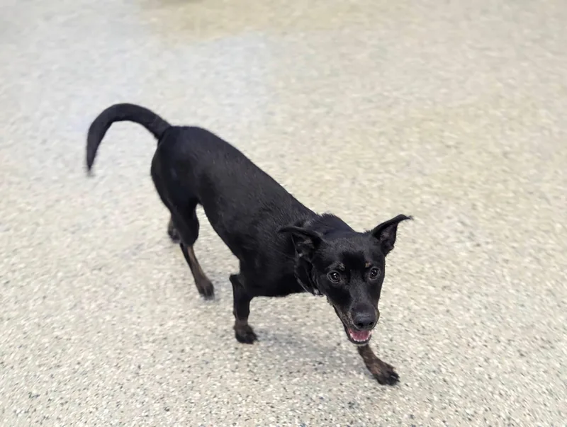 A baby medium-sized female Terrier dog named Cricket for adoption in Oswego, IL