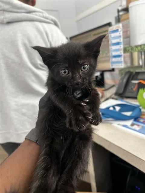 A baby medium-sized female Domestic Medium Hair cat named Dory for adoption in Dallas, TX