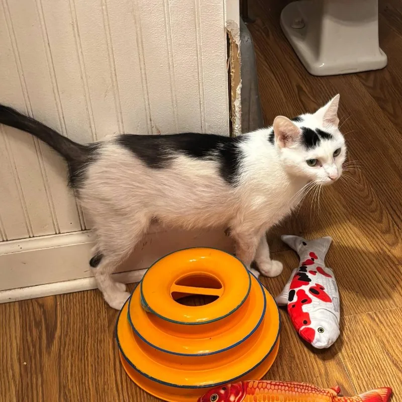 An adult medium-sized female White Domestic Short Hair cat named Pixie Stick for adoption in DeKalb, IL