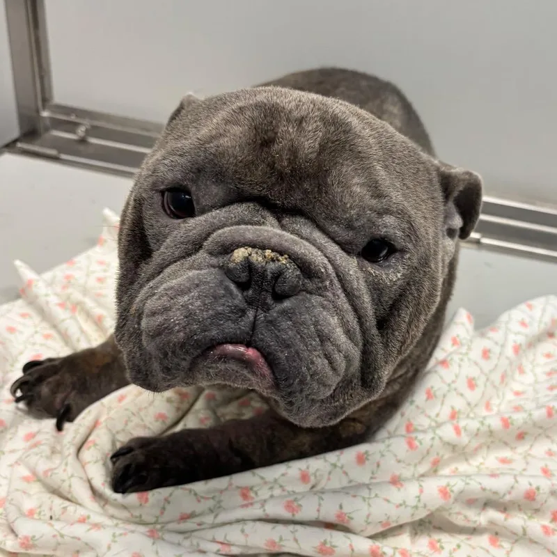 A senior medium-sized male Mixed Breed dog named Gandalf for adoption in Allentown, PA