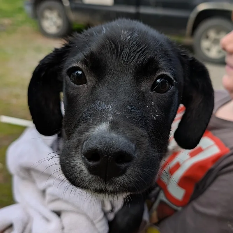A baby medium-sized male Black Mixed Breed dog named Zion for adoption in Melbourne, KY