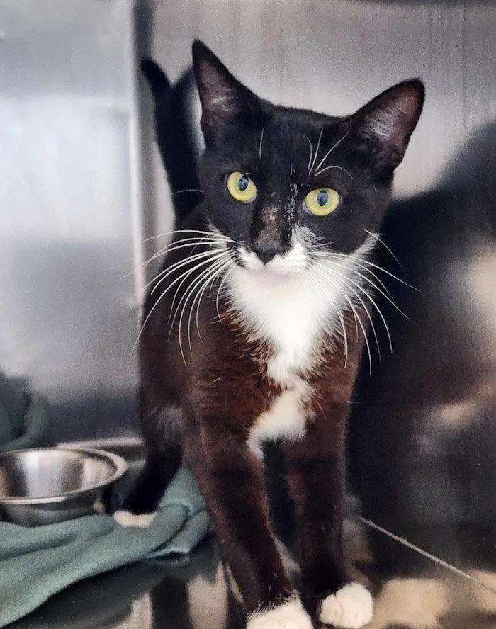 A young medium-sized male Black & White / Tuxedo Domestic Short Hair cat named Valentino Suave for adoption in Hilton Head Island, SC