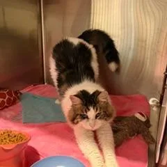 An adult large-sized male Domestic Long Hair cat named Phoenix for adoption in Cumming, GA