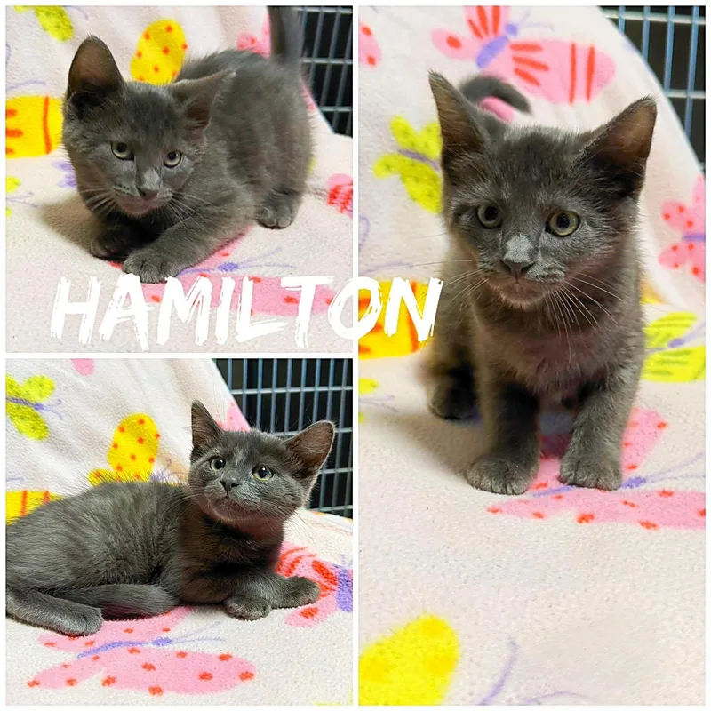 A baby medium-sized male Gray / Blue / Silver Domestic Short Hair cat named Hamilton for adoption in Saint James, MO