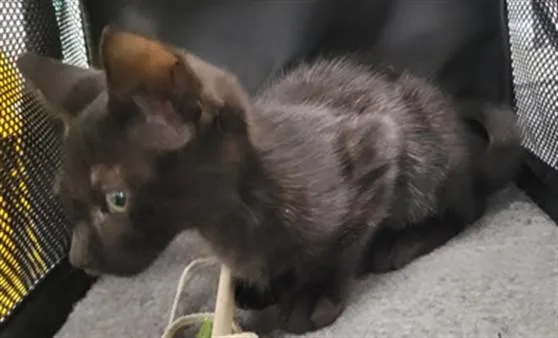 A baby small-sized male Domestic Short Hair cat named Sue for adoption in Van Nuys, CA