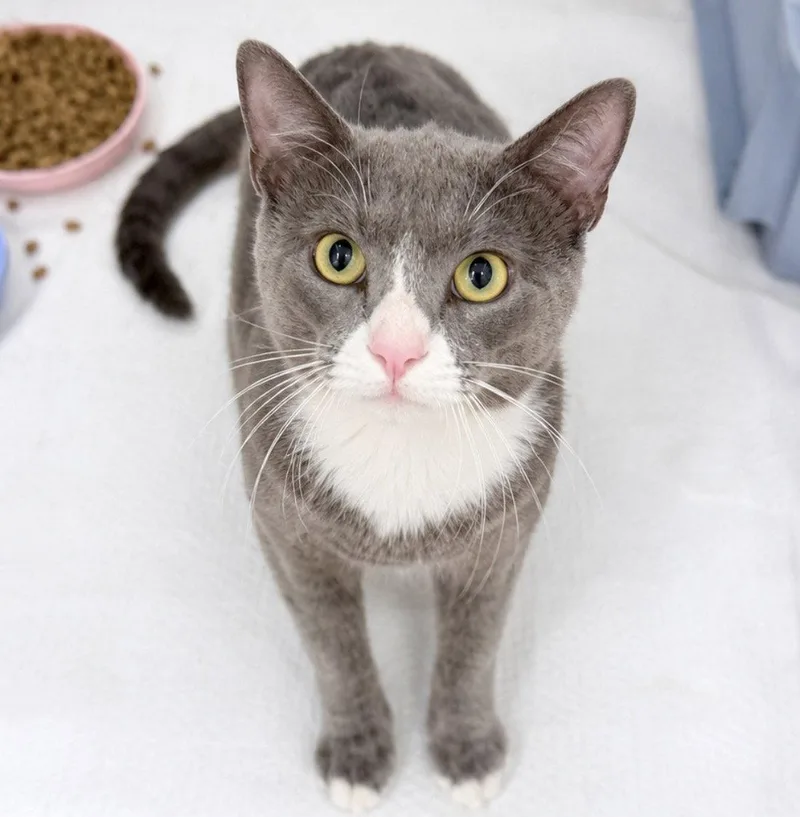 An adult medium-sized male Domestic Short Hair cat named sherbert Years for adoption in Sterling, MA