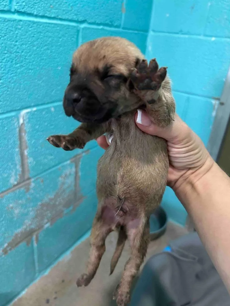 A baby medium-sized male Cane Corso dog named Baldwin for adoption in Glen Rose, TX