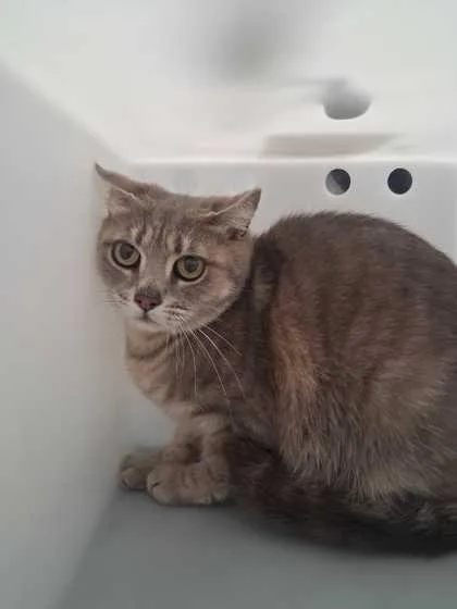 An adult large-sized female Domestic Short Hair cat named Queen Bee for adoption in Sevierville, TN