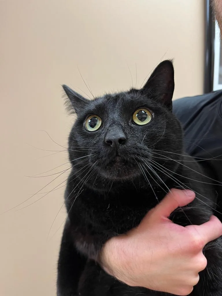 Little Trouble thumbnail 2