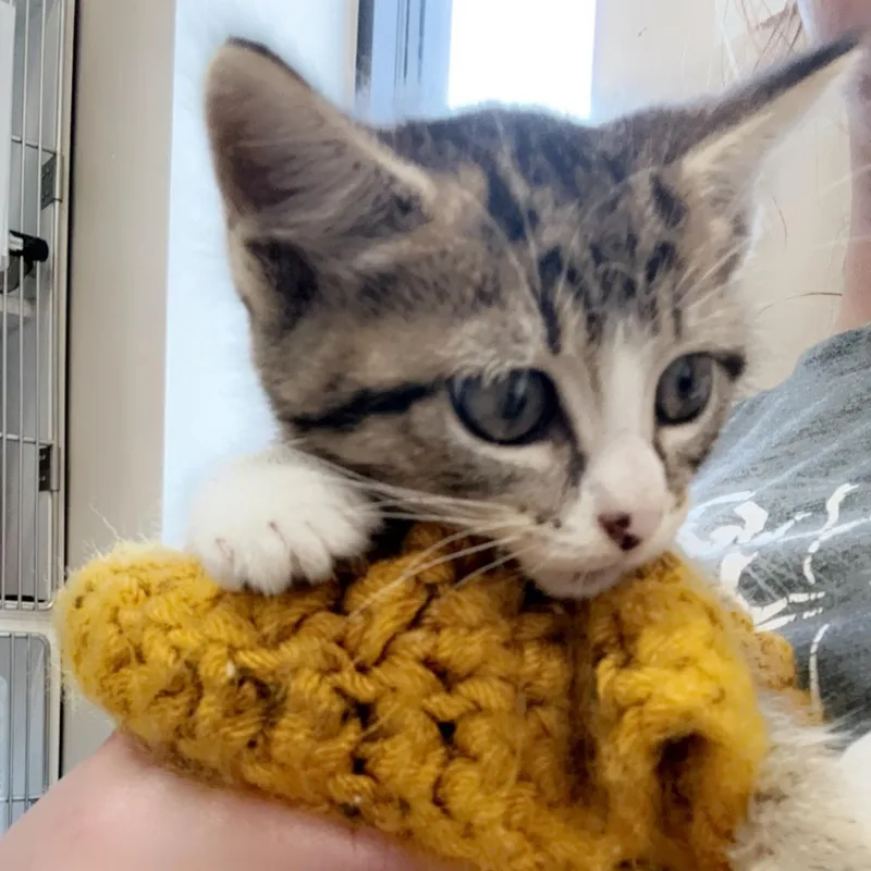 An adult large-sized male Brown / Chocolate Domestic Short Hair cat named Brink for adoption in Norfolk, NE