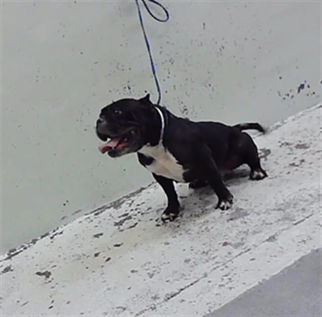 An adult small-sized female American Bulldog dog named Bella for adoption in Houston, TX