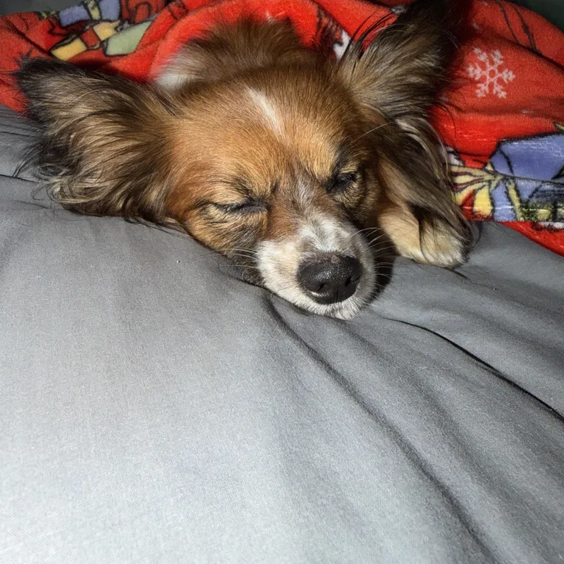 An adult small-sized female Red / Chestnut / Orange Pomeranian dog named Nena for adoption in Cary, NC