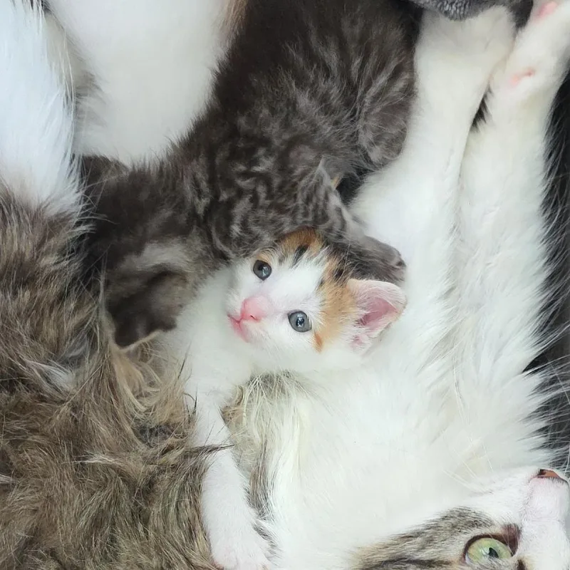 A baby small-sized female Calico Domestic Short Hair cat named Golden for adoption in Chapel Hill, NC