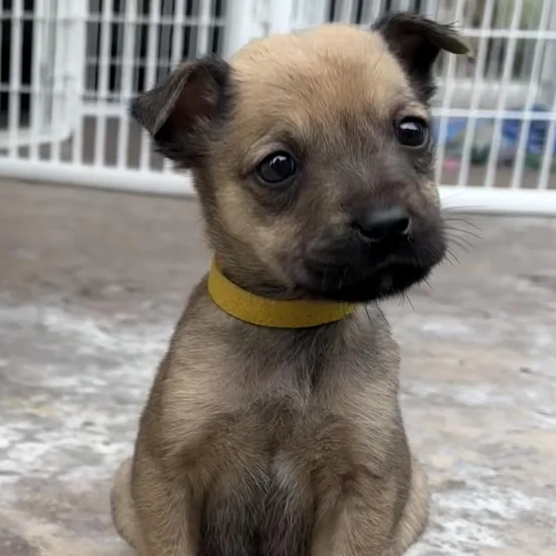 A baby small-sized female White / Cream Terrier dog named Santa Barbara Charburger for adoption in Escondido, CA