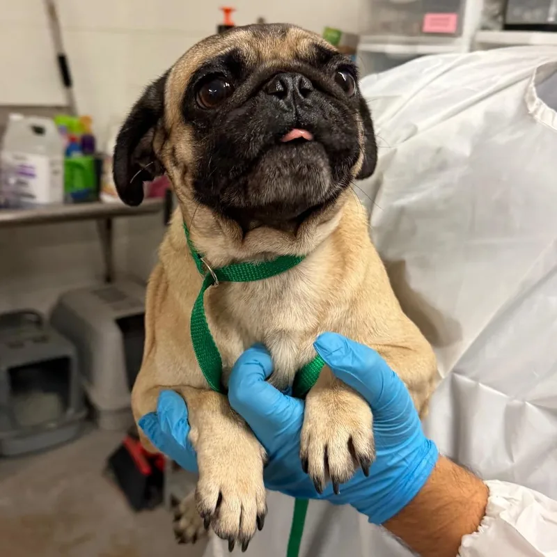 An adult small-sized male Yellow / Tan / Blond / Fawn Pug dog named Cinnamon B. Roll for adoption in Edinburg, TX